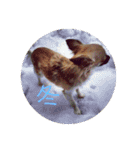 ぽんず春夏秋冬（個別スタンプ：5）
