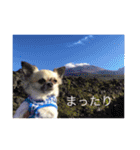 ぽんず春夏秋冬（個別スタンプ：9）