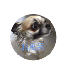 ぽんず春夏秋冬（個別スタンプ：11）