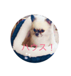 ぽんず春夏秋冬（個別スタンプ：15）