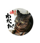 猫のみりちゃんスタンプ（個別スタンプ：1）