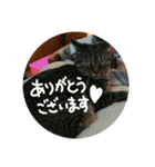 猫のみりちゃんスタンプ（個別スタンプ：2）