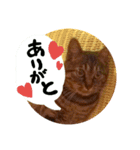 猫のみりちゃんスタンプ（個別スタンプ：3）