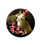 猫のみりちゃんスタンプ（個別スタンプ：6）