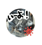 猫のみりちゃんスタンプ（個別スタンプ：12）