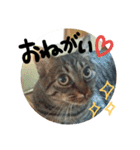 猫のみりちゃんスタンプ（個別スタンプ：13）