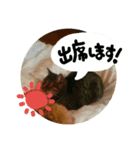 猫のみりちゃんスタンプ（個別スタンプ：15）