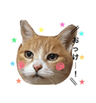 ちーころスタンプ（個別スタンプ：1）