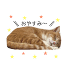 ちーころスタンプ（個別スタンプ：2）