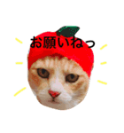 ちーころスタンプ（個別スタンプ：5）