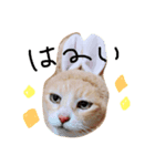 ちーころスタンプ（個別スタンプ：6）
