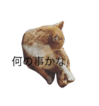猫のけんさん（個別スタンプ：1）