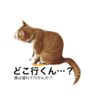 猫のけんさん（個別スタンプ：3）