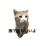 猫のけんさん（個別スタンプ：4）