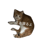 猫のけんさん（個別スタンプ：5）