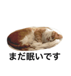 猫のけんさん（個別スタンプ：6）