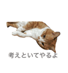 猫のけんさん（個別スタンプ：7）