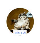 ねこさんずず（個別スタンプ：1）