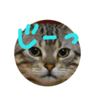 ねこさんずず（個別スタンプ：2）