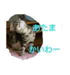 ねこさんずず（個別スタンプ：3）