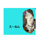 ねこさんずず（個別スタンプ：4）