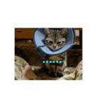 ねこさんずず（個別スタンプ：6）