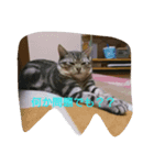 ねこさんずず（個別スタンプ：8）