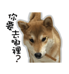 柴犬リモン（個別スタンプ：1）