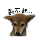柴犬リモン（個別スタンプ：2）