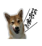 柴犬リモン（個別スタンプ：3）