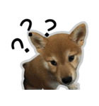 柴犬リモン（個別スタンプ：5）