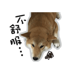 柴犬リモン（個別スタンプ：6）