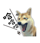 柴犬リモン（個別スタンプ：7）