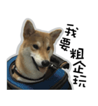 柴犬リモン（個別スタンプ：8）