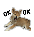 柴犬リモン（個別スタンプ：9）