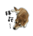 柴犬リモン（個別スタンプ：11）