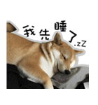 柴犬リモン（個別スタンプ：12）