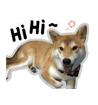柴犬リモン（個別スタンプ：13）