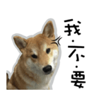 柴犬リモン（個別スタンプ：14）