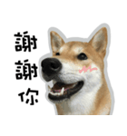 柴犬リモン（個別スタンプ：15）