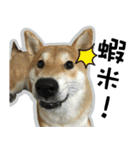 柴犬リモン（個別スタンプ：16）