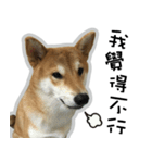 柴犬リモン（個別スタンプ：17）
