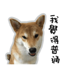 柴犬リモン（個別スタンプ：18）