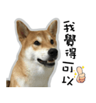 柴犬リモン（個別スタンプ：19）
