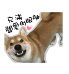 柴犬リモン（個別スタンプ：21）