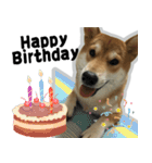 柴犬リモン（個別スタンプ：22）
