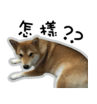 柴犬リモン（個別スタンプ：23）