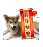 柴犬リモン（個別スタンプ：24）