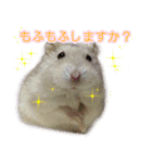 うちのきなこさん1（個別スタンプ：1）
