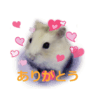 うちのきなこさん1（個別スタンプ：5）